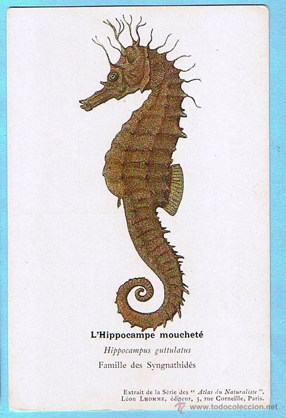 Postais: L'HIPPOCAMPE MOUCHETE (CABALLITO DE MAR) ATLAS DU NATURALISTE, LEON LHOMME EDITEUR