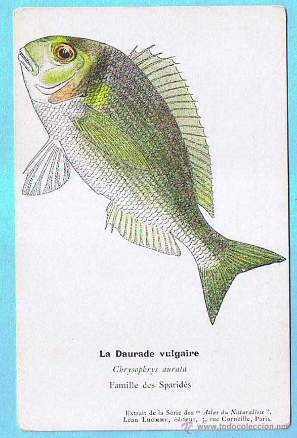 Postais: LA DAURADE VULGAIRE (DORADA) ATLAS DU NATURALISTE, LEON LHOMME EDITEUR