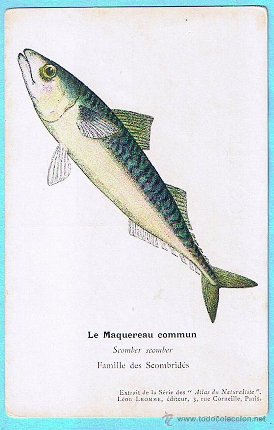 Postais: LE MAQUEREAU COMMUN (CABALLA) ATLAS DU NATURALISTE, LEON LHOMME EDITEUR