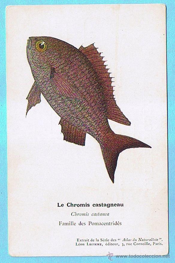 Postais: LE CHROMIS CASTAGNEAU (CASTA&Ntilde;UELA) ATLAS DU NATURALISTE, LEON LHOMME EDITEUR