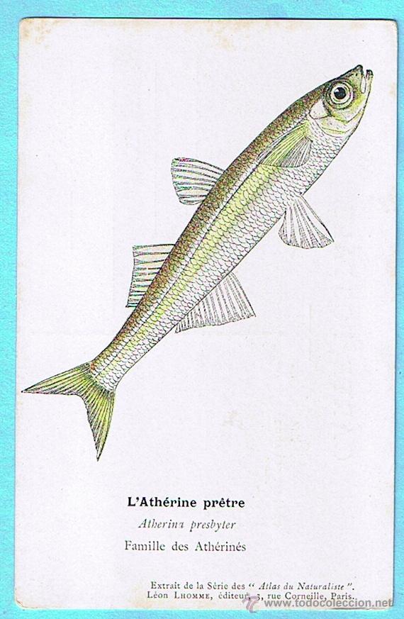 Postais: L'ATHERINE PRETRE (CHUCLETO) ATLAS DU NATURALISTE, LEON LHOMME EDITEUR
