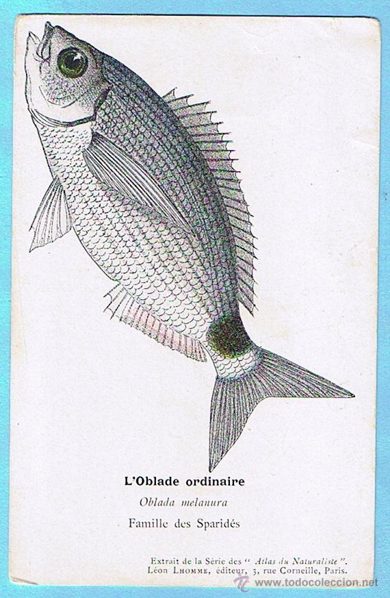 Postais: L'OBLADE ORDINAIRE (OBLADA) ATLAS DU NATURALISTE, LEON LHOMME EDITEUR