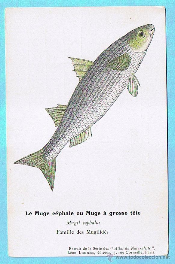 Postais: LA MUGE CEPHALE (MUJOL) ATLAS DU NATURALISTE, LEON LHOMME EDITEUR