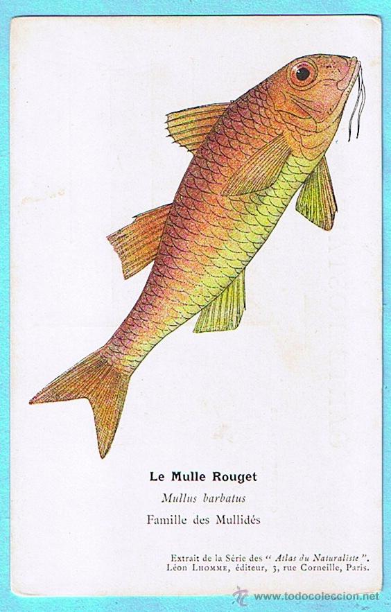 Postais: LE MULLE ROUGET (SALMONETE DE FANGO) ATLAS DU NATURALISTE, LEON LHOMME EDITEUR