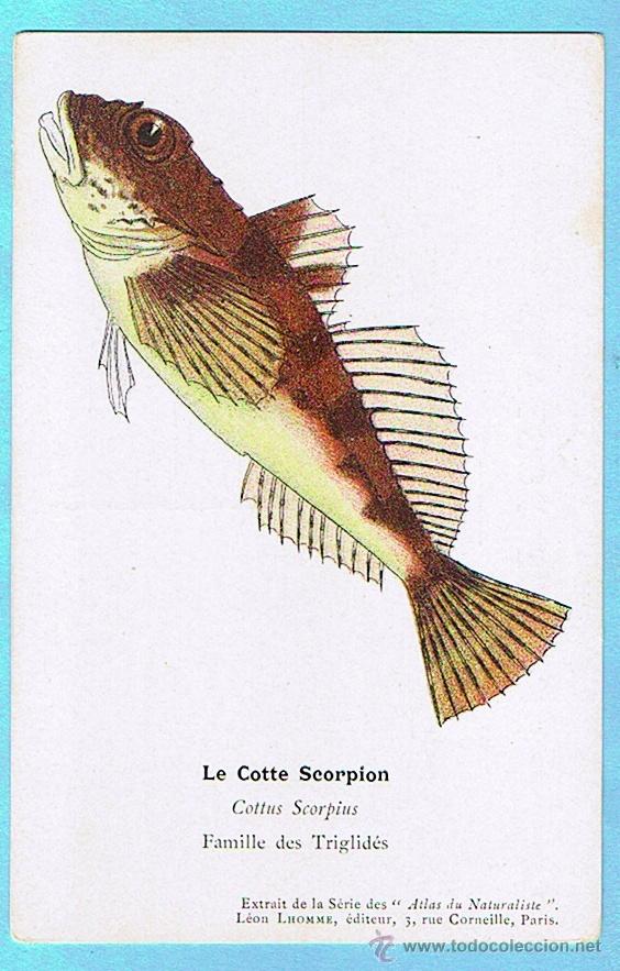 Postais: LE COTTE SCORPION (PEZ ESCORPION) ATLAS DU NATURALISTE, LEON LHOMME EDITEUR