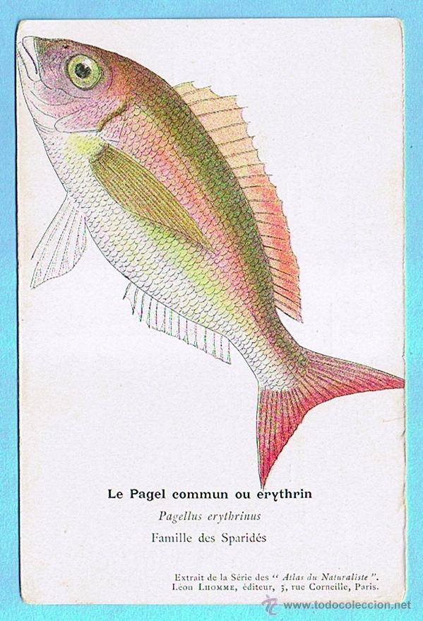 Postais: LE PAGEL COMMUN (BRECA) ATLAS DU NATURALISTE, LEON LHOMME EDITEUR