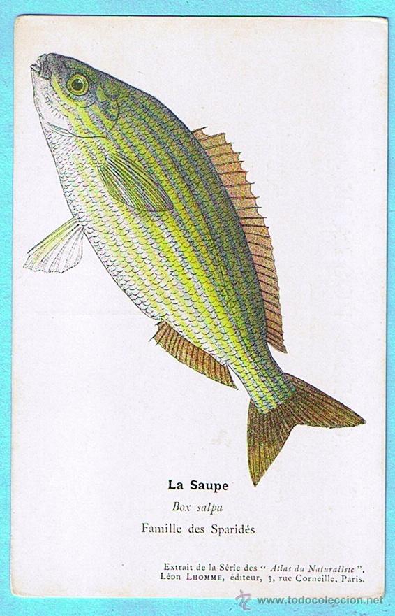 Postais: LE SAUPE (SALPA) ATLAS DU NATURALISTE, LEON LHOMME EDITEUR