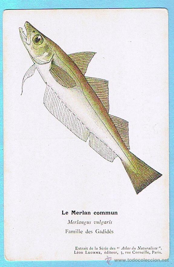 Postais: LE MERLAN COMMUN (MERLAN) ATLAS DU NATURALISTE, LEON LHOMME EDITEUR