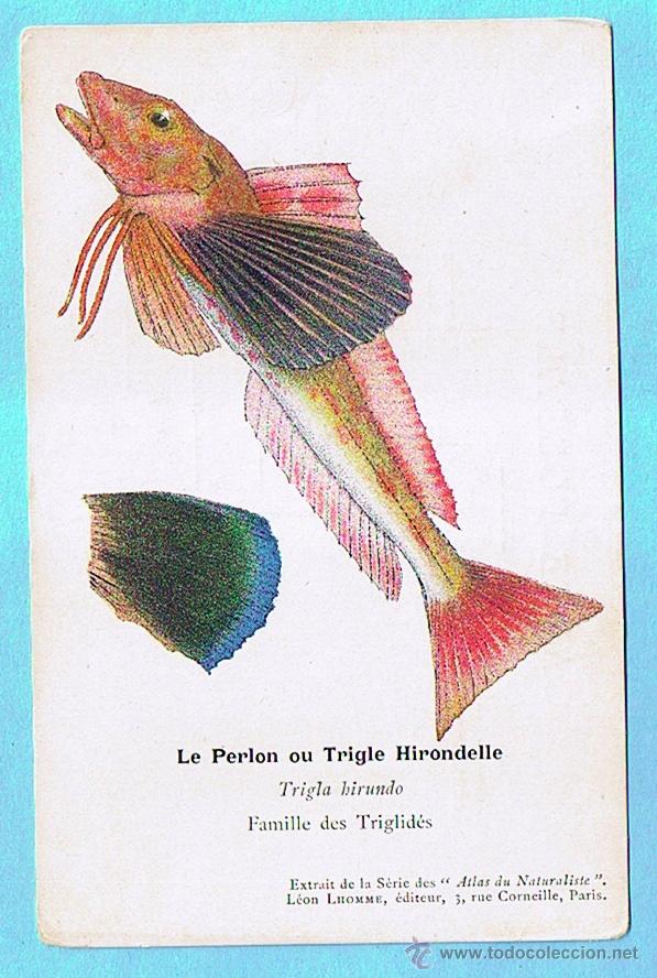 Postais: LE PERLON (BEJEL) ATLAS DU NATURALISTE, LEON LHOMME EDITEUR