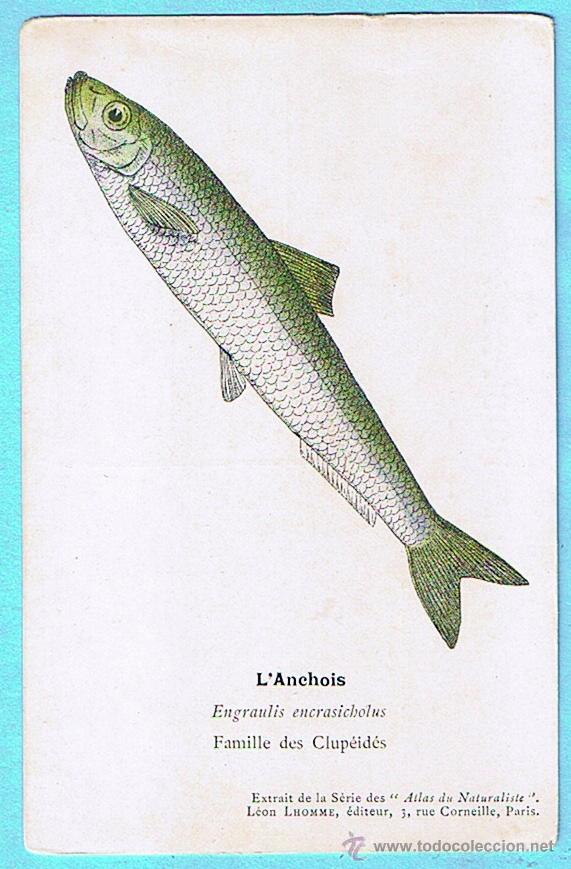 Postais: L'ANCHOIS (ANCHOA) ATLAS DU NATURALISTE, LEON LHOMME EDITEUR