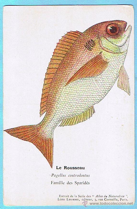 Postais: LE ROUSSEAU (BESUGO) ATLAS DU NATURALISTE, LEON LHOMME EDITEUR