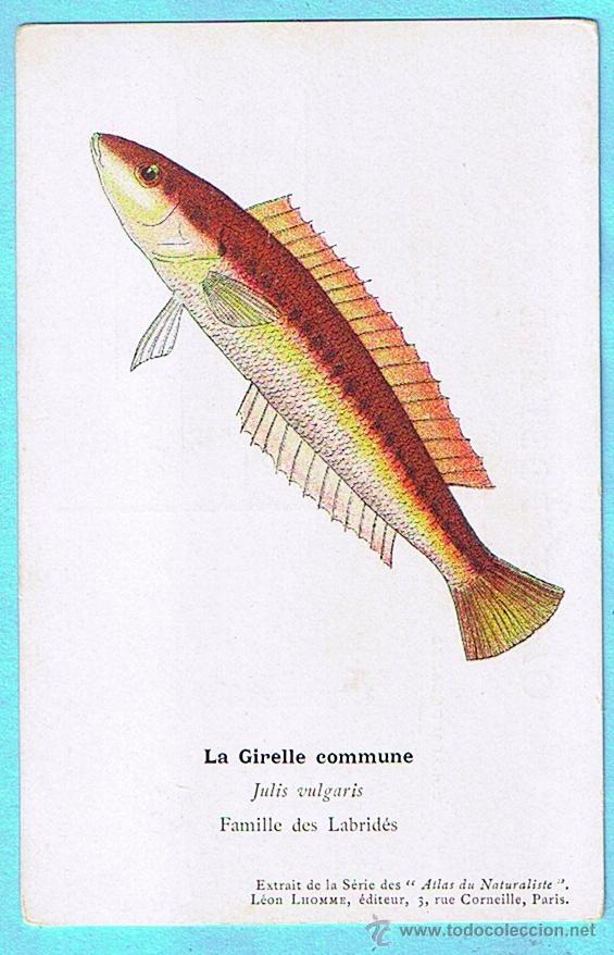 Cartes Postales: LA GIRELLE COMMUNE (PEZ VERDE)) ATLAS DU NATURALISTE, LEON LHOMME EDITEUR