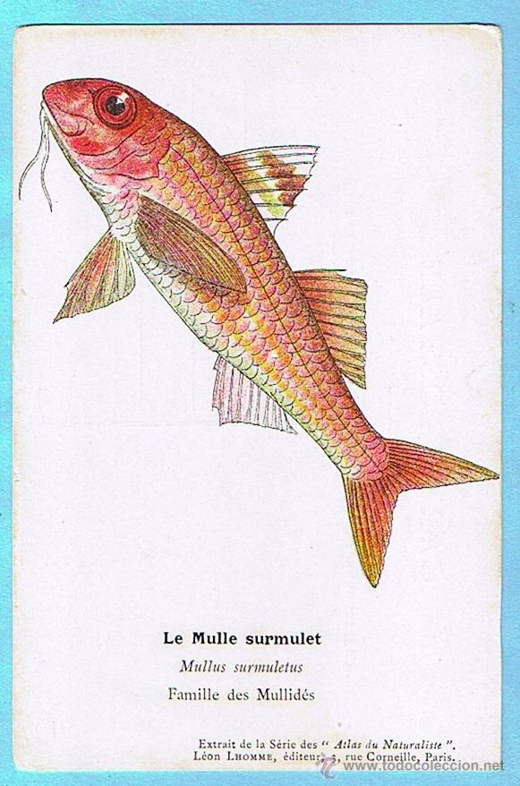 Postais: LE MULLE SURMULET (SALMONETE DE ROCA) ATLAS DU NATURALISTE, LEON LHOMME EDITEUR