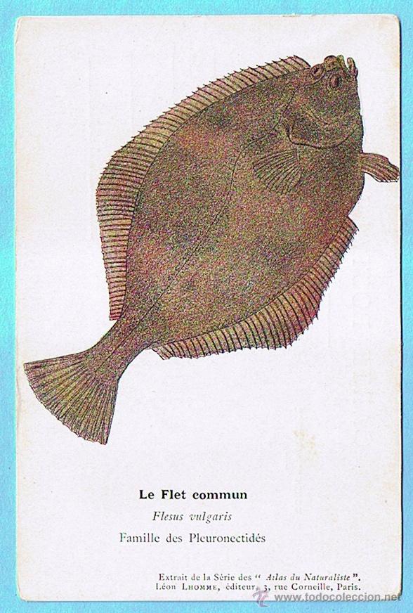 Postais: LE FLET COMMUN (PLATIJA) ATLAS DU NATURALISTE, LEON LHOMME EDITEUR