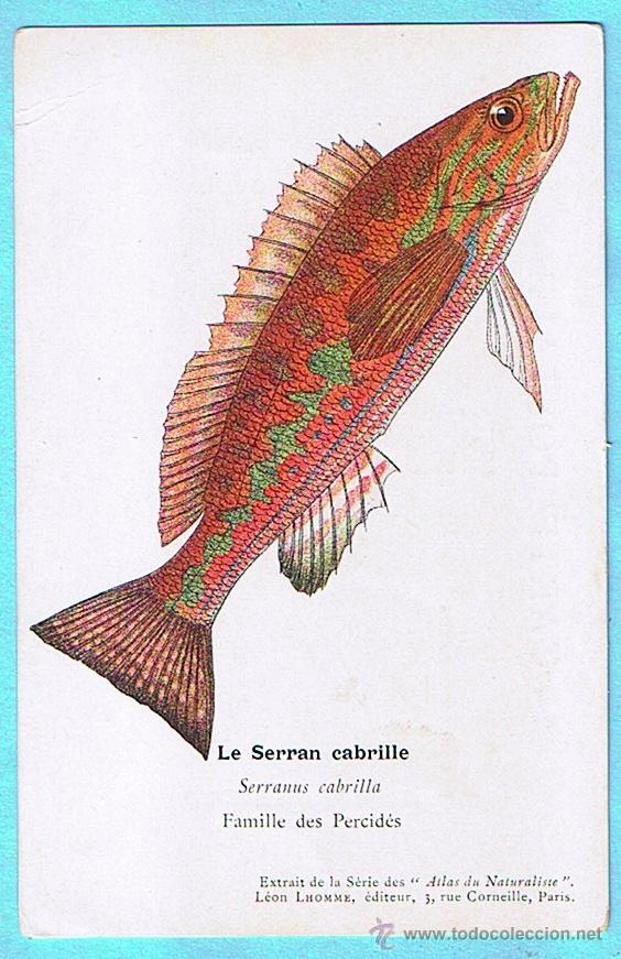 Postais: LE SERRAN CABRILLE (CABRILLA) ATLAS DU NATURALISTE, LEON LHOMME EDITEUR