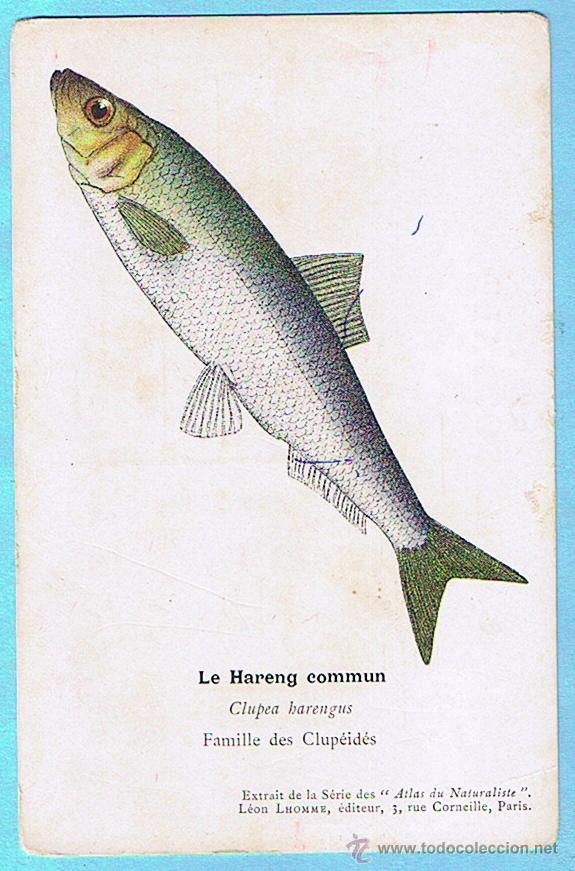 Postais: LE HARENG COMMUN (ARENQUE) ATLAS DU NATURALISTE, LEON LHOMME EDITEUR