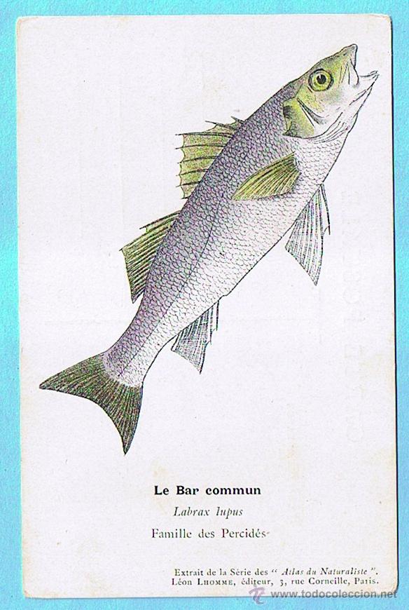 Postais: LE BAR COMMUN (ROBALO) ATLAS DU NATURALISTE, LEON LHOMME EDITEUR