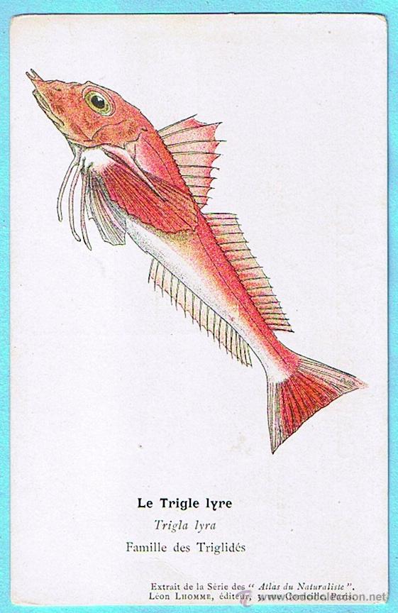 Postais: LE TRIGLE LYRE (RUBIO) ATLAS DU NATURALISTE, LEON LHOMME EDITEUR