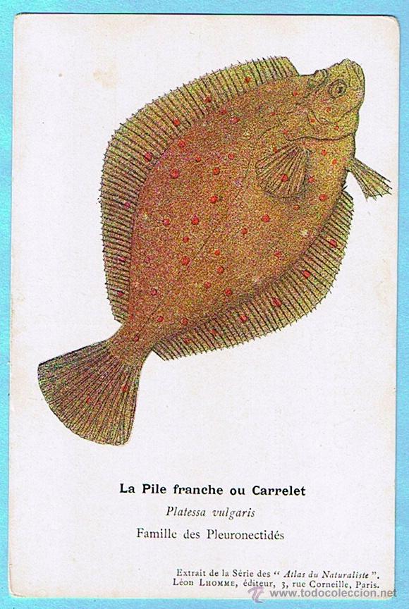 Postais: LA PILE FRANCHE (GALLO) ATLAS DU NATURALISTE, LEON LHOMME EDITEUR