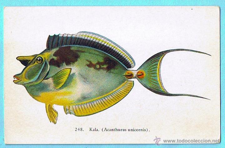 Postais: 248. KALA. AQUARIUM AT WAIKIKI (HAWAII). HAWAII AND SOUTH SEAS CURIO CO.