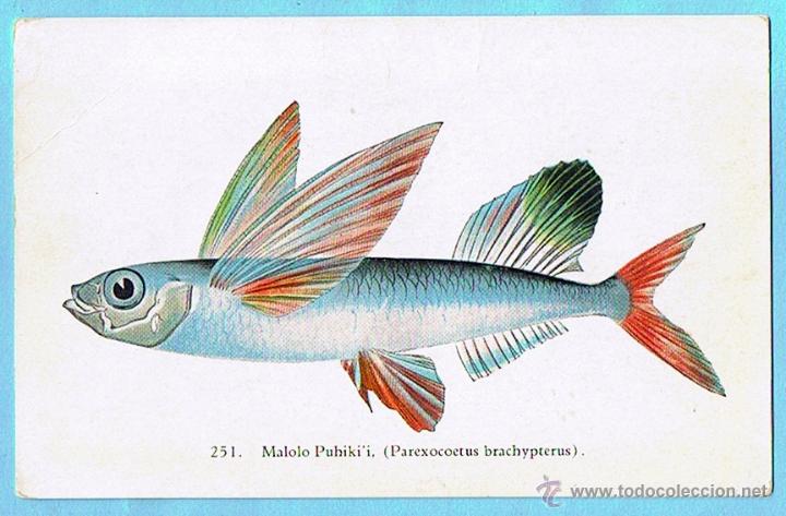 Postais: 251. MALOLO PUHIKI'I. AQUARIUM AT WAIKIKI (HAWAII). HAWAII AND SOUTH SEAS CURIO CO.