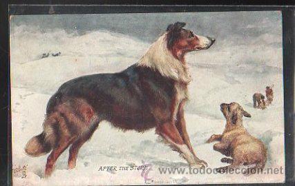Postais: TARJETA POSTAL DE ANIMALES. AFTER THE STORM. OILETTE 9381.