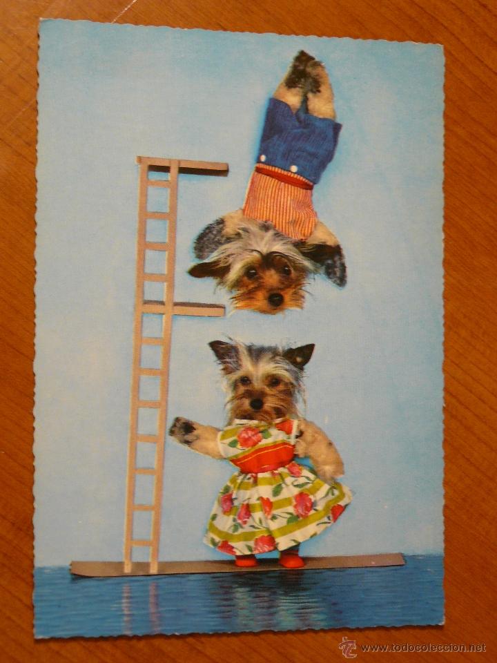 Postais: Postal perros en escalera a&ntilde;os 60