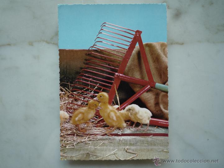Postais: Postal fotograf&iacute;a granja patos *Patitos y Pollitos* / CyZ C y Z / Original a&ntilde;os '60