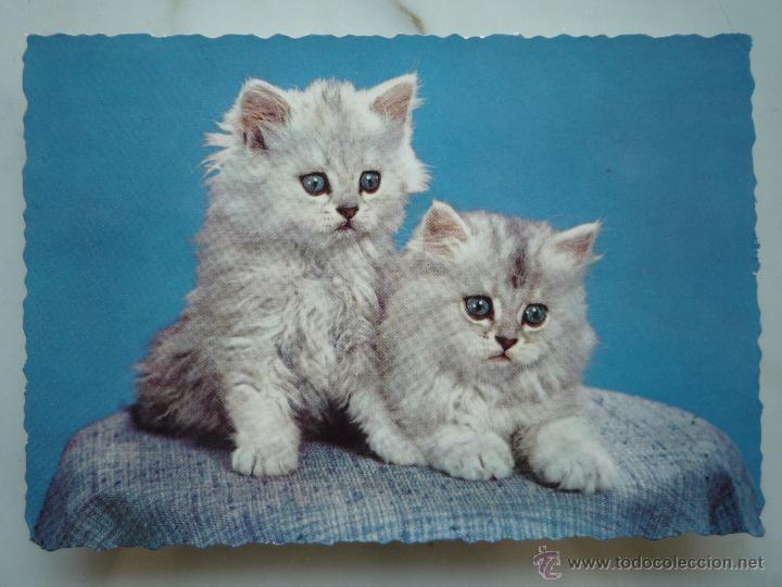 Postais: Postal fotograf&iacute;a gatos gato *Dos lindos gatitos* / Ed. D3 Stampato in Italia / Original a&ntilde;os '50