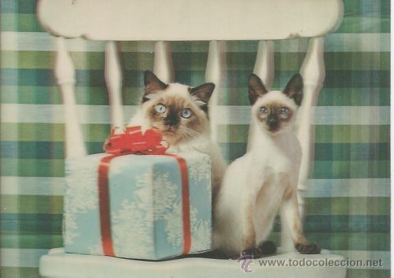 Postales: :::: Z101 - POSTAL ANIMADA - GATITOS - Foto 1