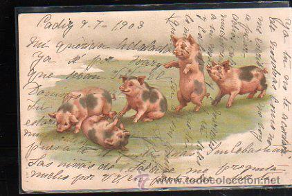 Postales: TARJETA POSTAL DE CERDITOS - Foto 1