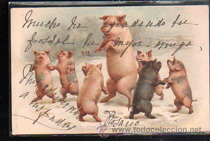Postales: TARJETA POSTAL DE CERDOS / CERDITOS - Foto 1