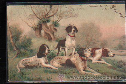 Cartes Postales: TARJETA POSTAL DE PERROS.