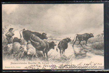 Postales: TARJETA POSTAL DE VACAS. - Foto 1