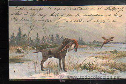 Postales: TARJETA POSTAL DE PERRO CAZANDO UN FAISAN. - Foto 1
