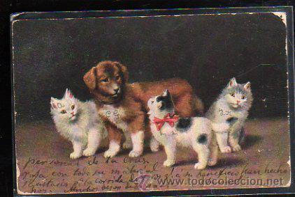 Postales: TARJETA POSTAL DE PERRO Y GATOS. - Foto 1