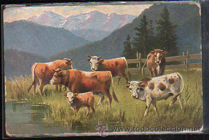 Postales: TARJETA POSTAL DE VACAS. - Foto 1