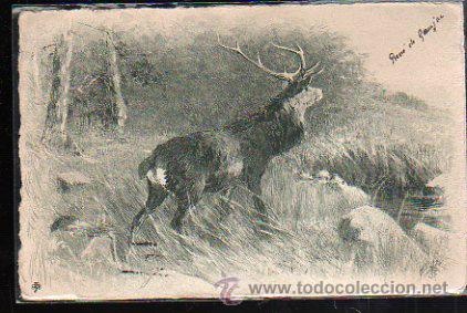 Postales: TARJETA POSTAL DE ALCE. - Foto 1