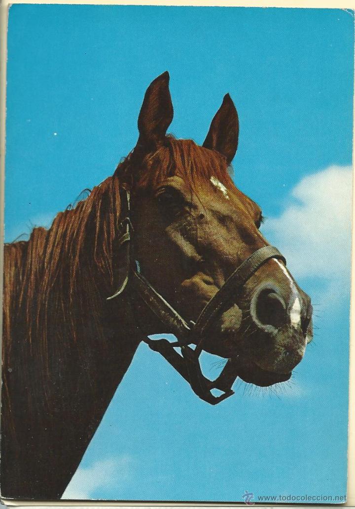 Postales: TARJETA POSTAL DE UN CABALLO NUEVA SIN CIRCULAR