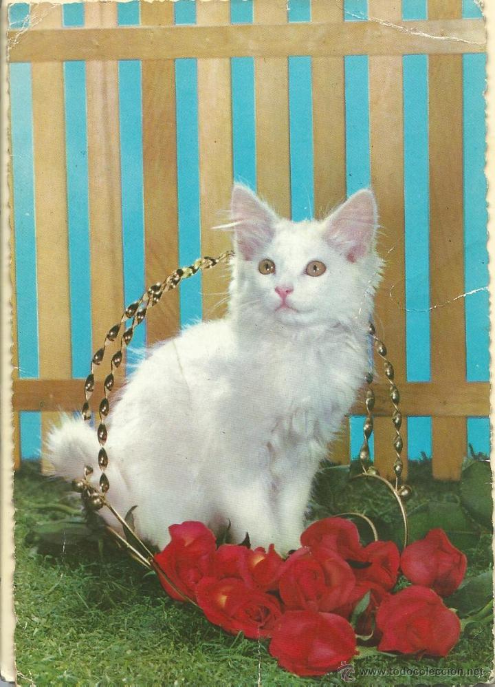 Cartes Postales: TARJETAS 3 POSTALES DE GATOS CIRCULADAS CON FECHA 1967