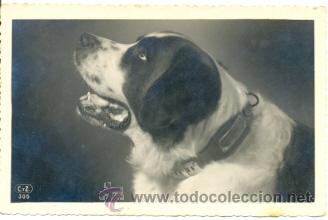 Postais: 7-ani17. Postal Perro