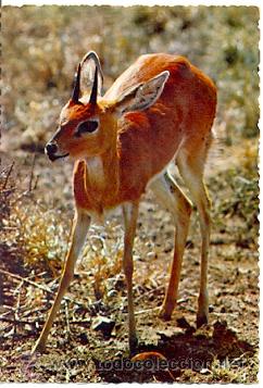 Cartes Postales: 7-ani18. Postal Gazela. Africa