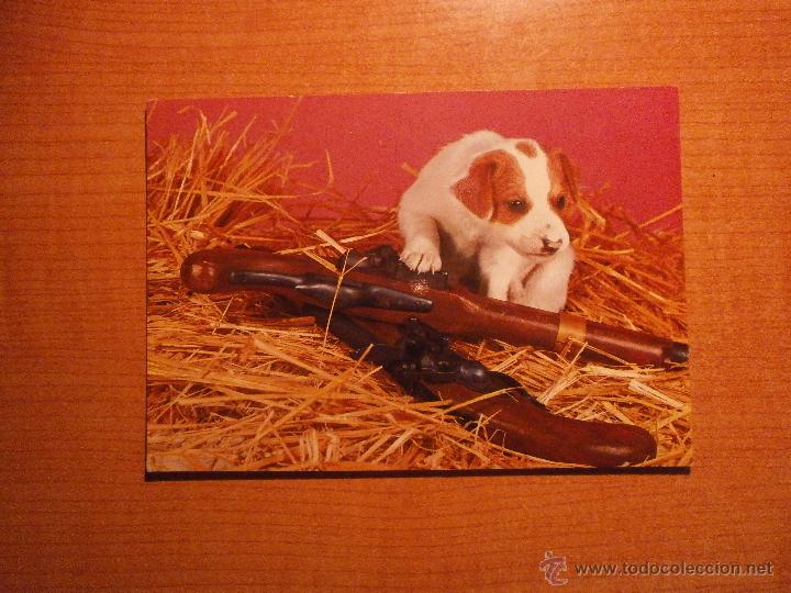 Postais: POSTAL PERRO SIN CIRCULAR