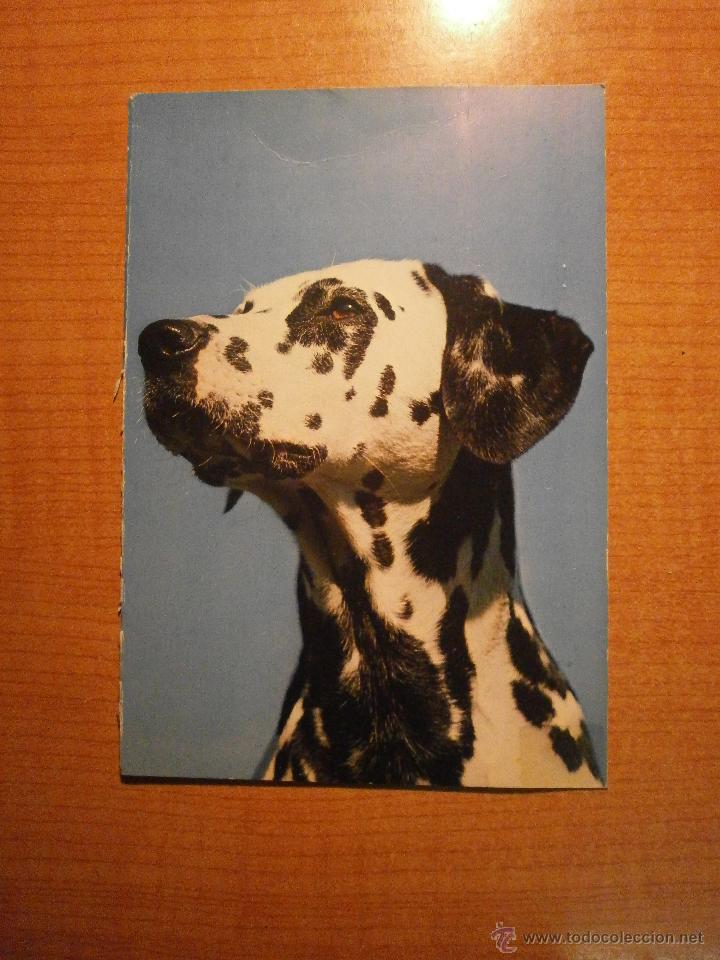 Postais: POSTAL PERRO SIN CIRCULAR
