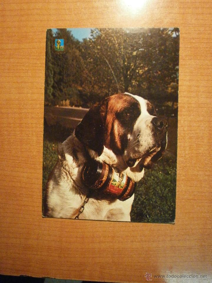 Postais: POSTAL PERRO SIN CIRCULAR