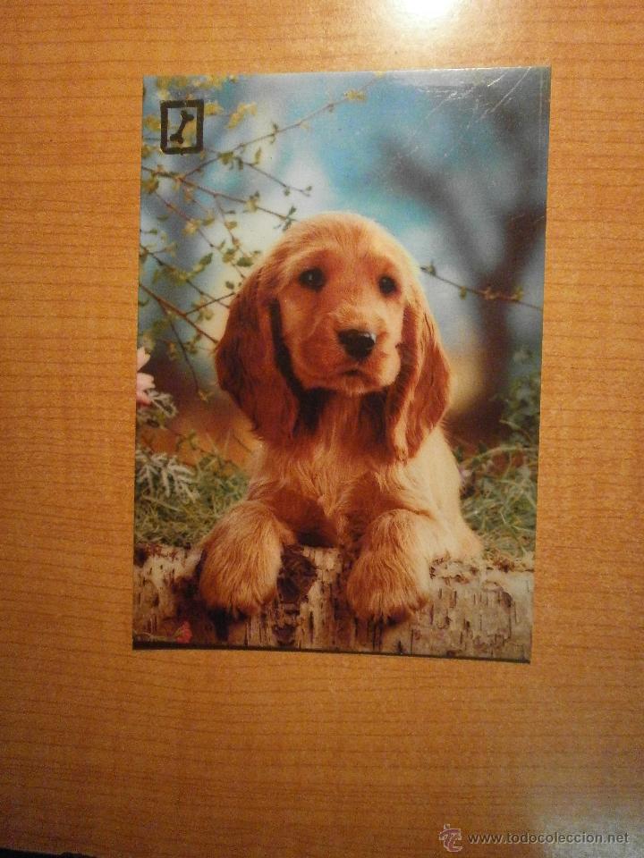 Postais: POSTAL PERRO SIN CIRCULAR