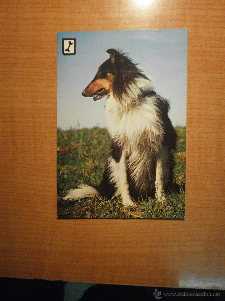 Postais: POSTAL PERRO  SIN CIRCULAR