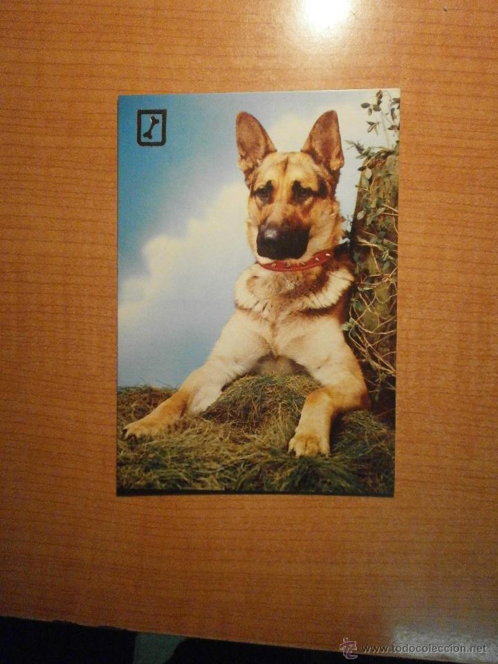 Postais: POSTAL PERRO SIN CIRCULAR