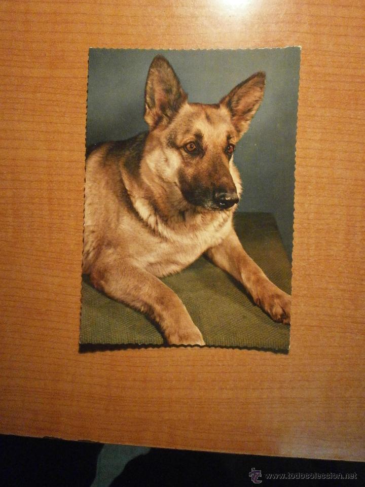 Postais: POSTAL PERRO SIN CIRCULAR