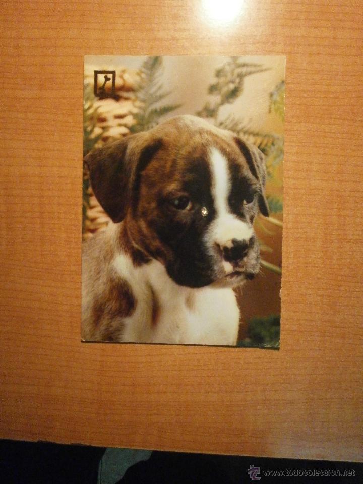 Postais: POSTAL PERRO SIN CIRCULAR